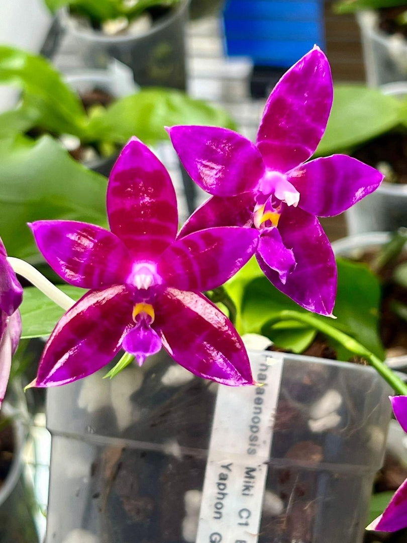 Phalaenopsis OH Pink Obsession "OH" SM/DOG MERISTEM