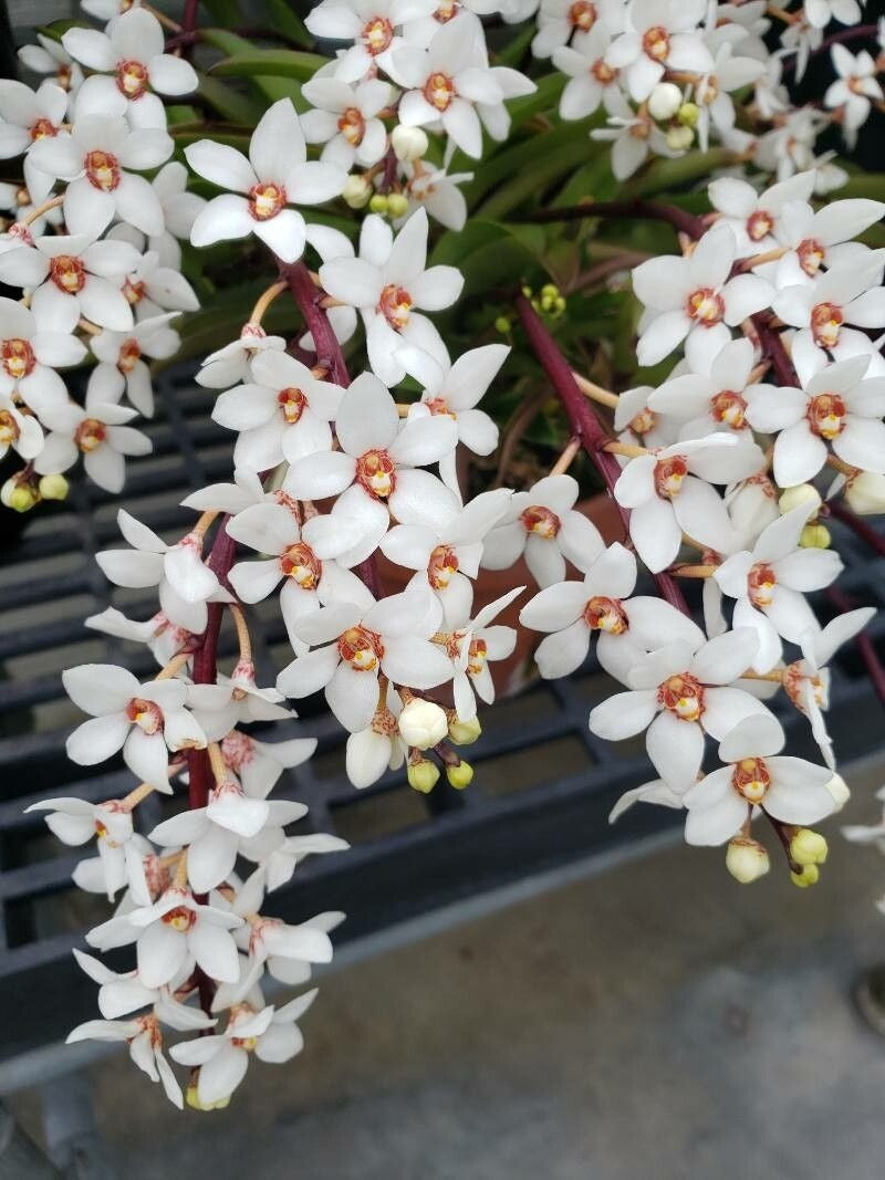 Sarcochilus hartmannii