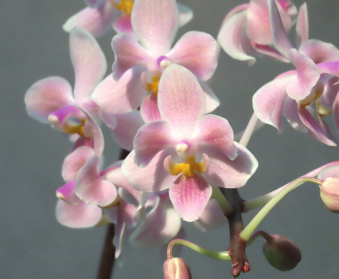 Phalaenopsis Silbergrube (celebensis x equestris) x Phal. javanica