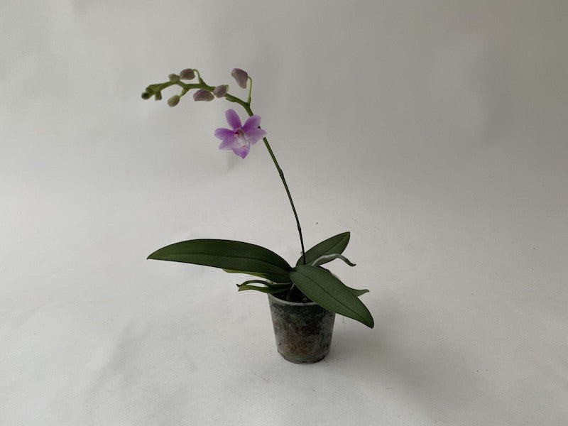 Phalaenopsis pulcherrima var. coerulea x Phalaenopsis lindenii