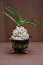 Carica l&#39;immagine nel visualizzatore Galleria, Vaso per Neofinetia da esposizione a coppa - Japan Imported
