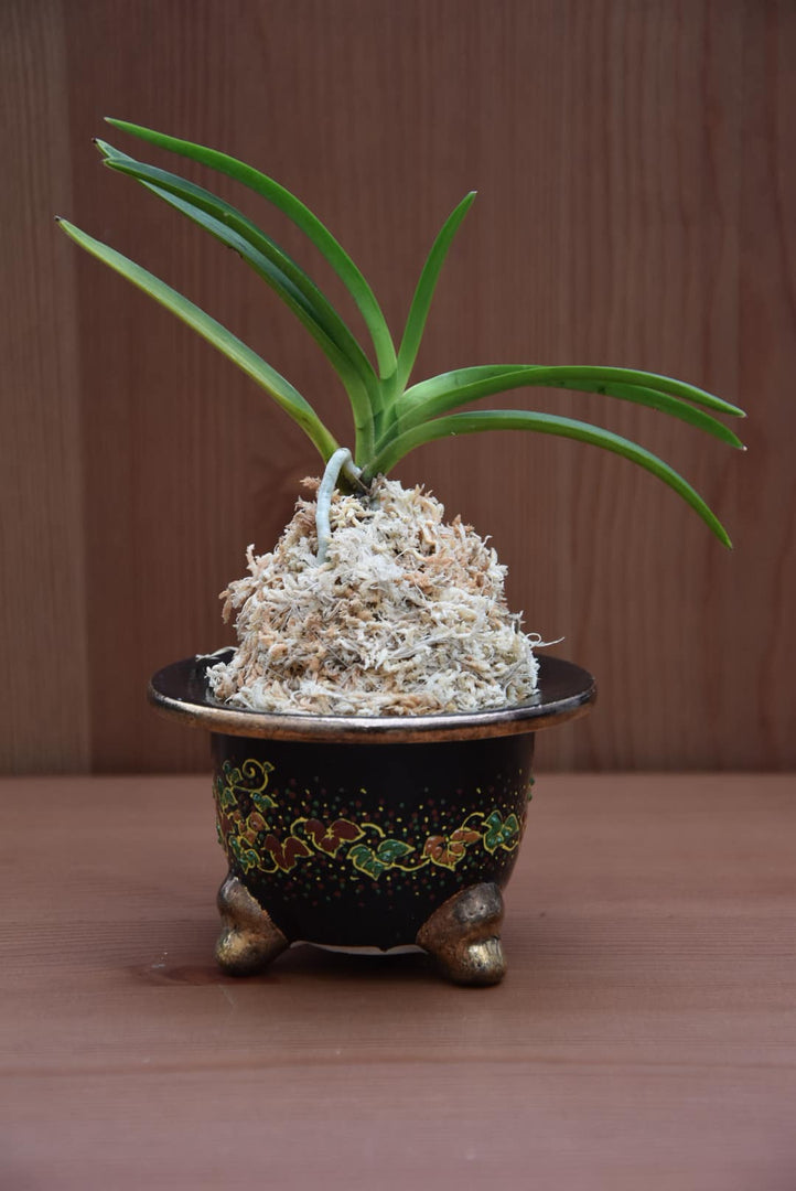 Vaso per Neofinetia da esposizione a coppa - Japan Imported