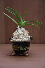 Vaso per Neofinetia da esposizione a coppa - Japan Imported