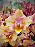 Load image into Gallery viewer, Phalaenopsis Fonda - Peloric
