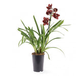 Load image into Gallery viewer, Cymbidium Dark Freak &#39;Mud in the Eye&#39;
