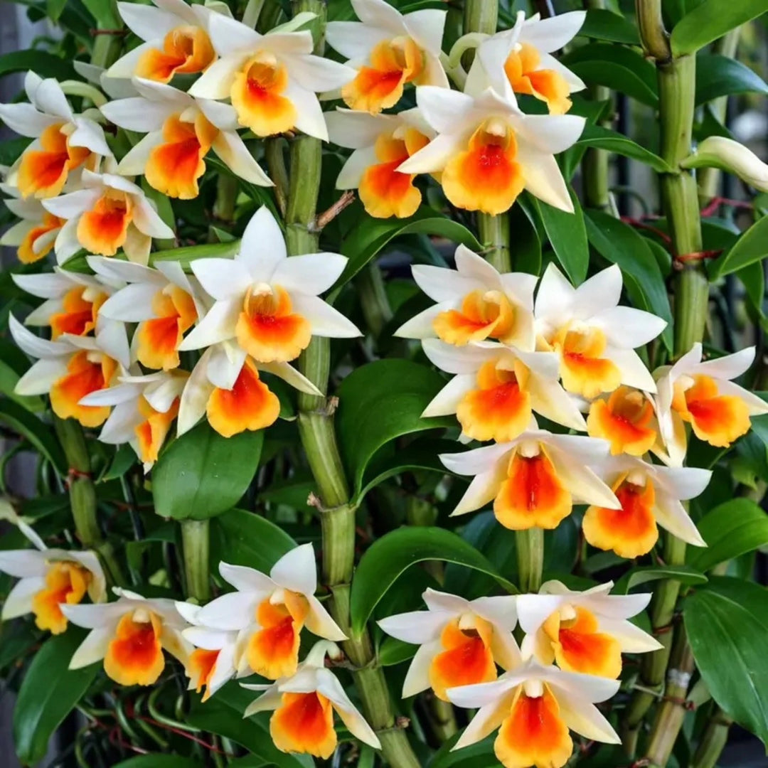Dendrobium Christy Dawn (Dendrobium christyanum × Dendrobium Dawn Maree)