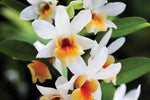 Load image into Gallery viewer, Dendrobium Christy Dawn (Dendrobium christyanum × Dendrobium Dawn Maree)