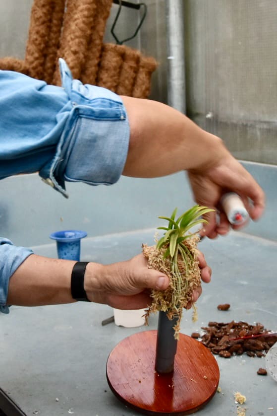 Tendibobina con filo di cotone per Neofinetia