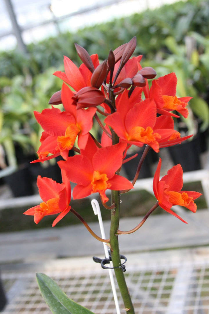 Potinara Shinfong Dawn 'Rich Everyday'