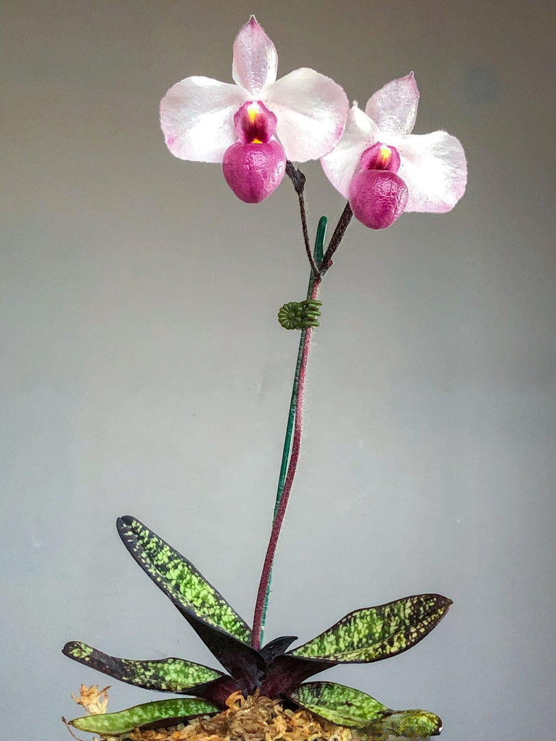 Paphiopedilum delenatii var. vinicolor x self