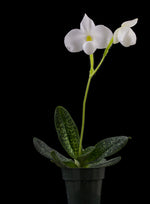 Carica l'immagine nel visualizzatore Galleria, Paphiopedilum delenatii var. alba x self