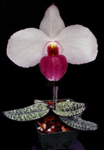Load image into Gallery viewer, Paphiopedilum delenatii var. vinicolor x self