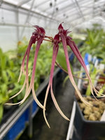 Carica l'immagine nel visualizzatore Galleria, Bulbophyllum delitescens