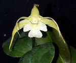 Carica l'immagine nel visualizzatore Galleria, Dendrobium aberrans x tetragonum