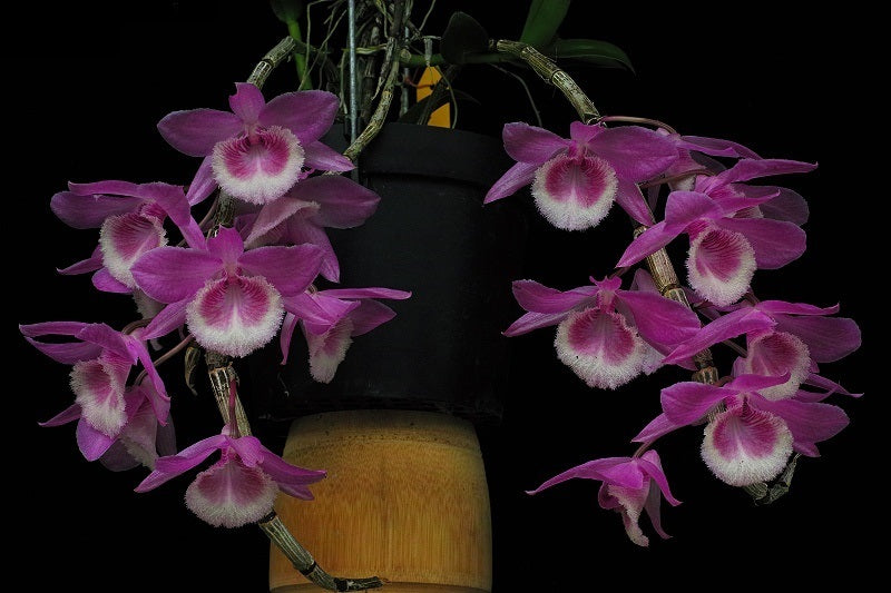 Dendrobium Adastra 'Ono Ono 15' (Dendrobium anosmum x Dendrobium aphyllum)