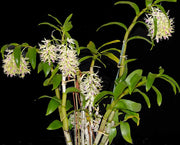 Dendrobium amethystoglossum