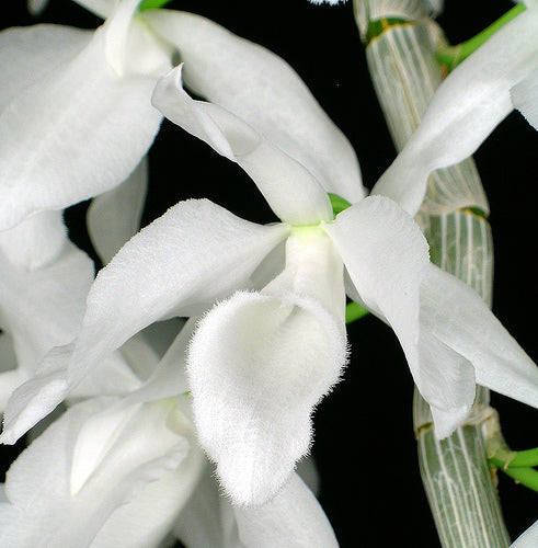 Dendrobium anosmum var alba