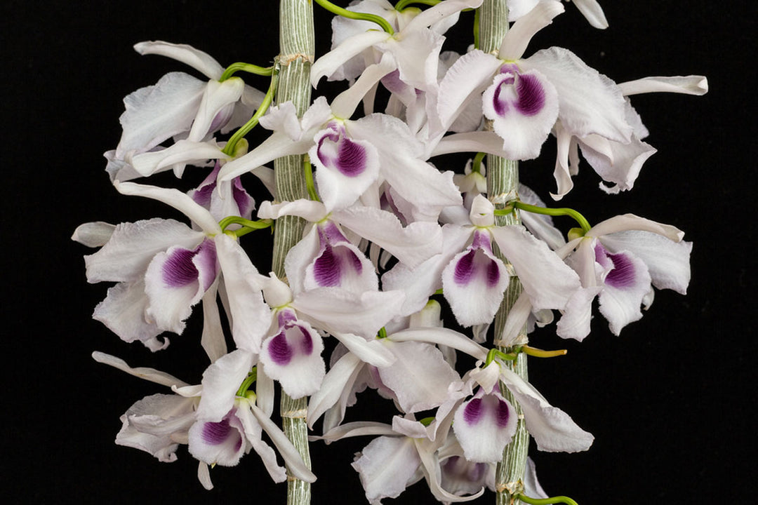 Dendrobium anosmum f. coerulea