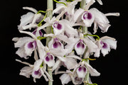 Dendrobium anosmum f. coerulea