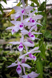 Dendrobium anosmum var. semi-alba 'Pink'