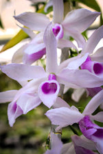 Carica l'immagine nel visualizzatore Galleria, Dendrobium anosmum var. semi-alba 'Pink'