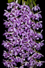 Dendrobium anosmum 'Touch of class'