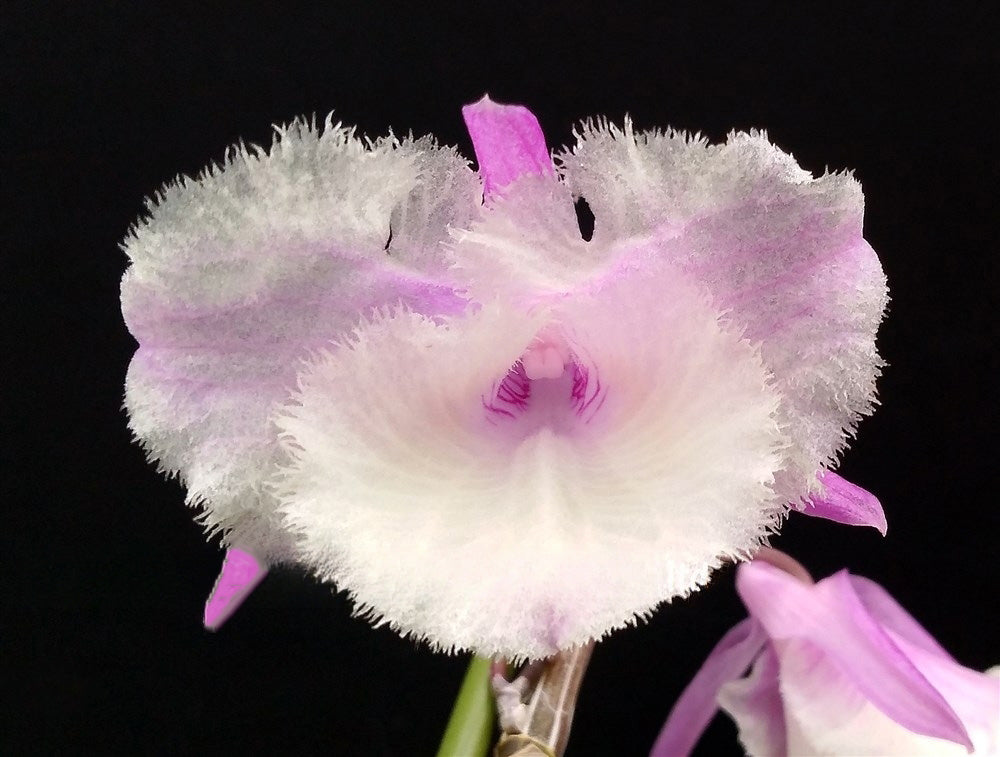 Dendrobium aphyllum syn. pierardii "Shining Pink" - Peloric