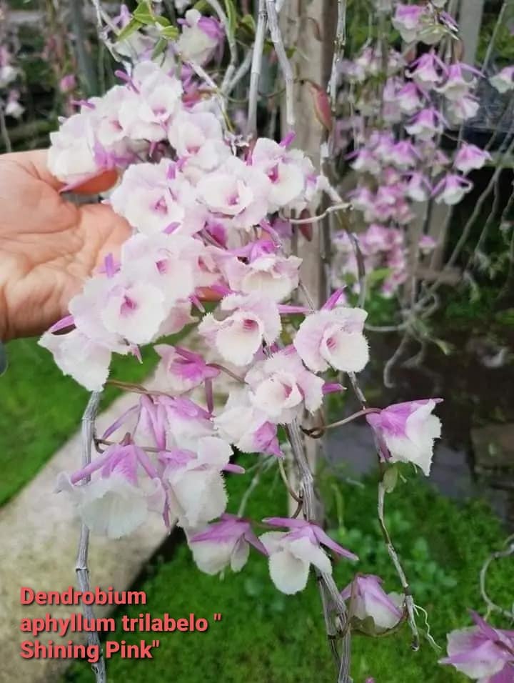 Dendrobium aphyllum syn. pierardii "Shining Pink" - Peloric