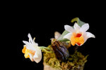 Load image into Gallery viewer, Dendrobium bellatulum
