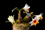 Load image into Gallery viewer, Dendrobium bellatulum
