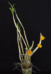 Dendrobium bullenianum