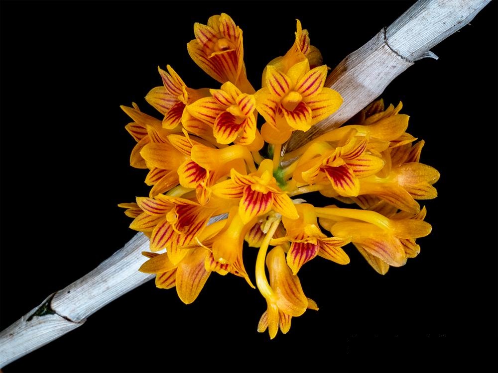 Dendrobium bullenianum