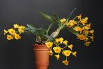 Carica l&#39;immagine nel visualizzatore Galleria, Dendrobium chrysotoxum
