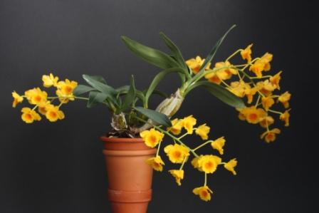 Dendrobium chrysotoxum