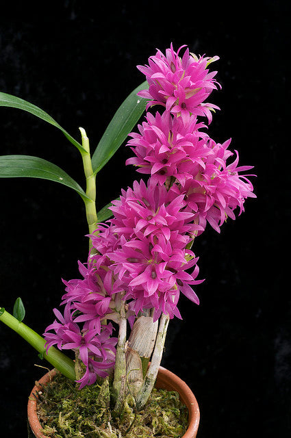 Dendrobium detiolatum