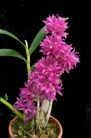 Dendrobium detiolatum