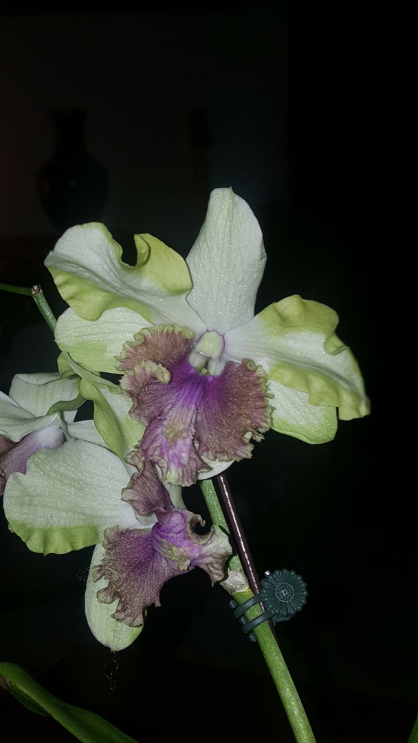 Dendrobium Dragon Eye 'HS'