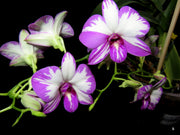 Dendrobium Enobi Purple 'Splash' AM/AOS