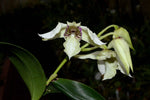 Load image into Gallery viewer, Dendrobium eximium x rhodostictum