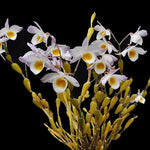 Load image into Gallery viewer, Dendrobium findlayanum