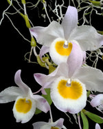 Load image into Gallery viewer, Dendrobium findlayanum