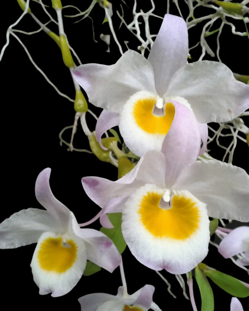Dendrobium findlayanum
