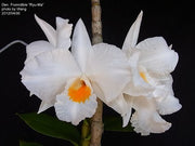 Dendrobium Formidible 'Ryu Ma' (Den. formosum x Den. infundibulum)