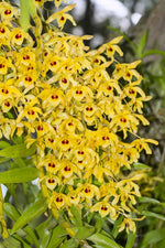 Load image into Gallery viewer, Dendrobium friedericksianum
