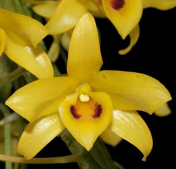 Dendrobium friedericksianum