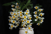 Dendrobium Memoria Christa Erdmann (griffithianum x farmeri)