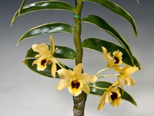 Dendrobium Golden Blossom Marginata