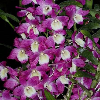 Dendrobium Hamana Lake
