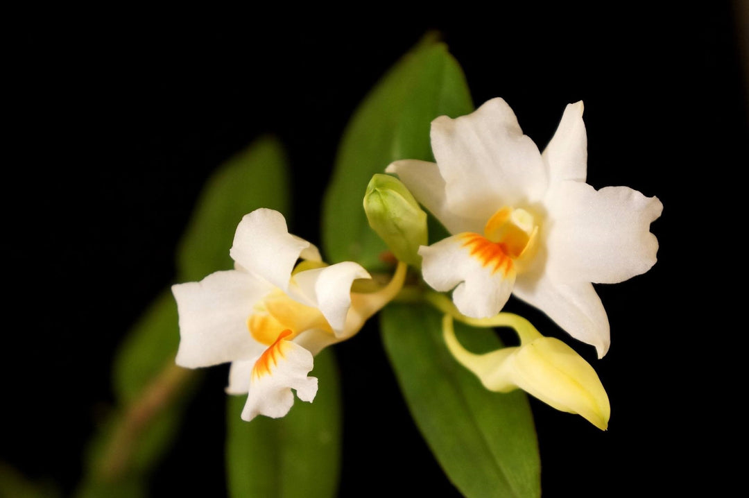 Dendrobium igneoniveum x lowii