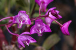 Load image into Gallery viewer, Dendrobium kingianum (variegated)